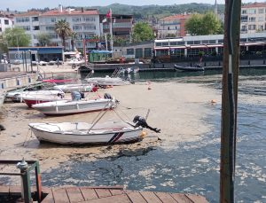 Karamürsel sahili müsilajla kaplandı