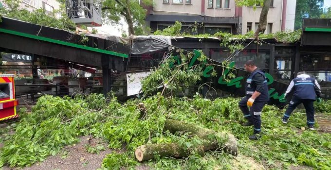 Dev ağaç kafenin üzerine devrildi
