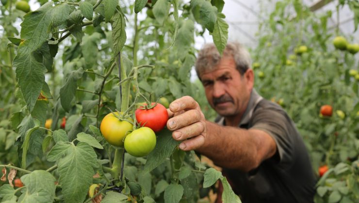 Büyükşehir’den yüzde 50 hibeli sera desteği