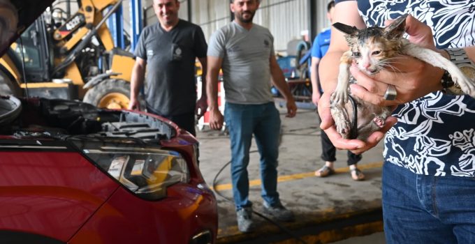 Otomobile Sıkışan Minik Kedi,Kurtarıldı