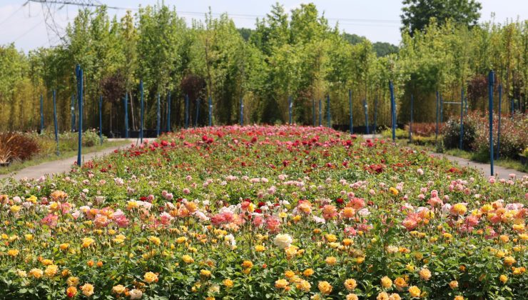 Büyükşehir’in fidanlığı Kocaeli’ni yeşillendiriyor