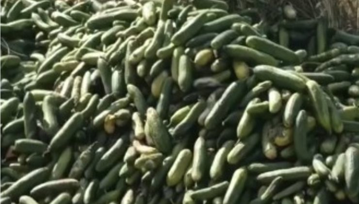 Darıca’da Salatalıklaro boş araziye attılar
