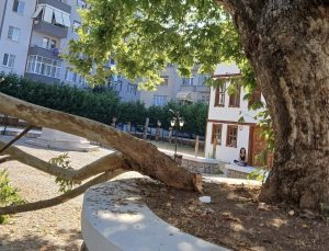 Değirmendere Yalı Evleri’nde Ağaç Dalı Koptu: Genç Kız Ağır Yaralandı
