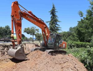 Sökülen ağaçlar geleceğe taşınıyor