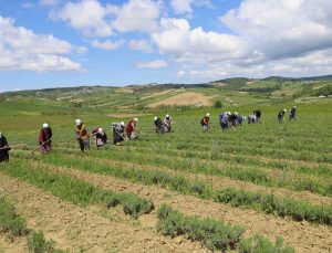 Tıbbi ve aromatik bitkilerin bahar temizliği yapılıyor