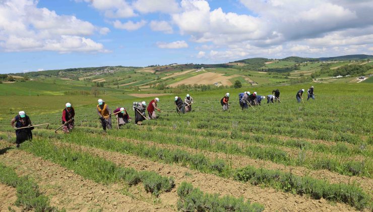 Tıbbi ve aromatik bitkilerin bahar temizliği yapılıyor