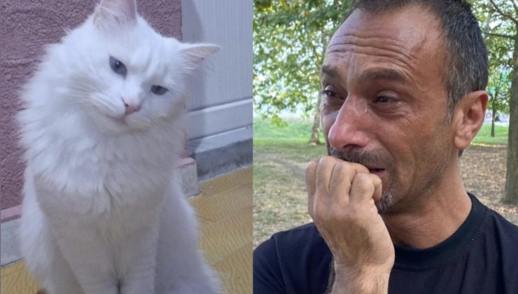 Kayıp Kedisi Pars İçin Gözyaşlarıyla Yardım İstiyor