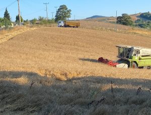 Körfez Belediyesi 5 Ton Buğday Hasat Etti