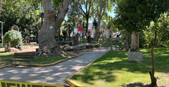 Değirmendere Sahilinde Tarihi Çınar Devrildi: 3 Kişi Yaralandı