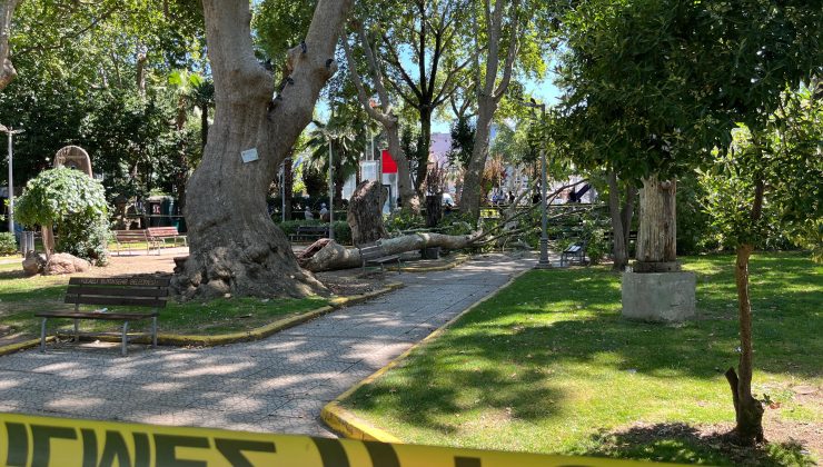 Değirmendere Sahilinde Tarihi Çınar Devrildi: 3 Kişi Yaralandı