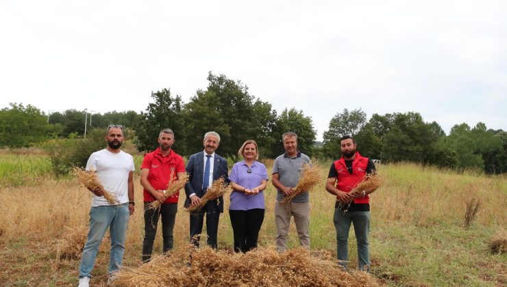 İzmit Belediyesi nohut tarlasından 300 kilo hasat elde etti