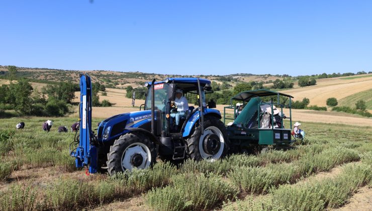 Kocaeli’de kekik hasadı başladı