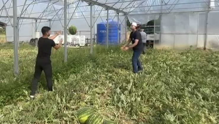 Tescilli Kandıra Karpuzunda İlk Hasat Başladı