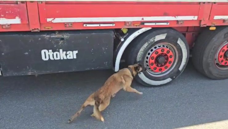 TEM Otoyolu’nda Tırdan 350 Paket Kaçak Sigara Çıktı