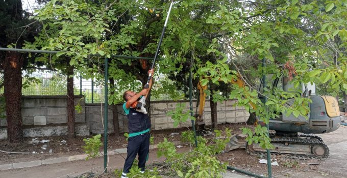 Başiskele’de Budanan Ağaç Dalları Dar Gelirli Ailelere Yakacak Oluyor