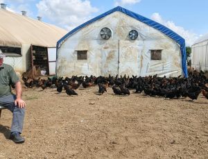 Büyükşehir, yüzde 50 hibeli 16 bin tavuk dağıttı