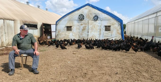 Büyükşehir, yüzde 50 hibeli 16 bin tavuk dağıttı