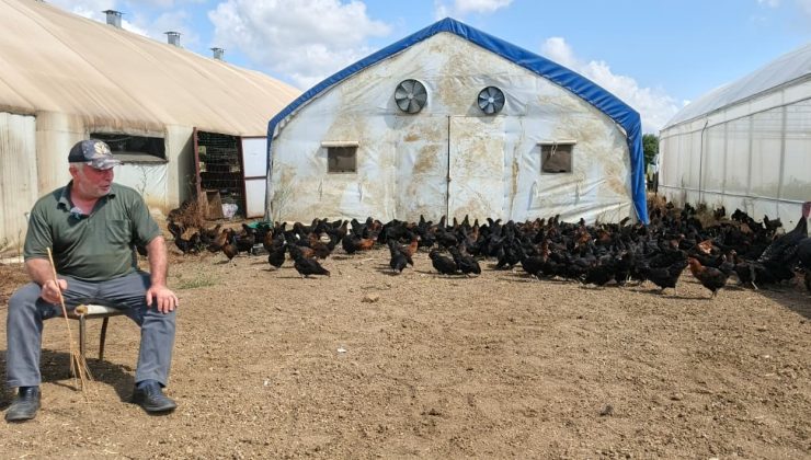 Büyükşehir, yüzde 50 hibeli 16 bin tavuk dağıttı