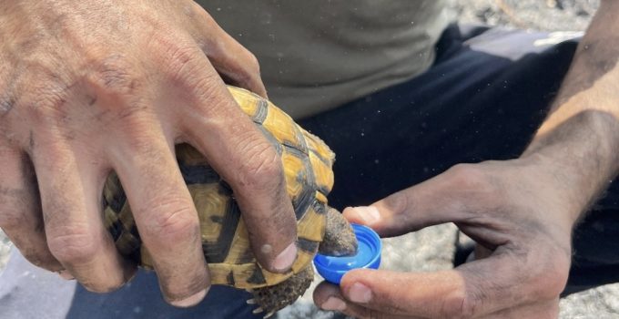 Alevlerin ortasında bir damla hayat