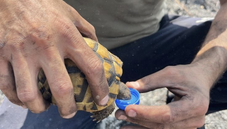 Alevlerin ortasında bir damla hayat