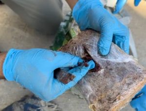 Kocaeli’de Pul Biber Paketlerinden Eroin Çıktı: 2 Kişi Tutuklandı