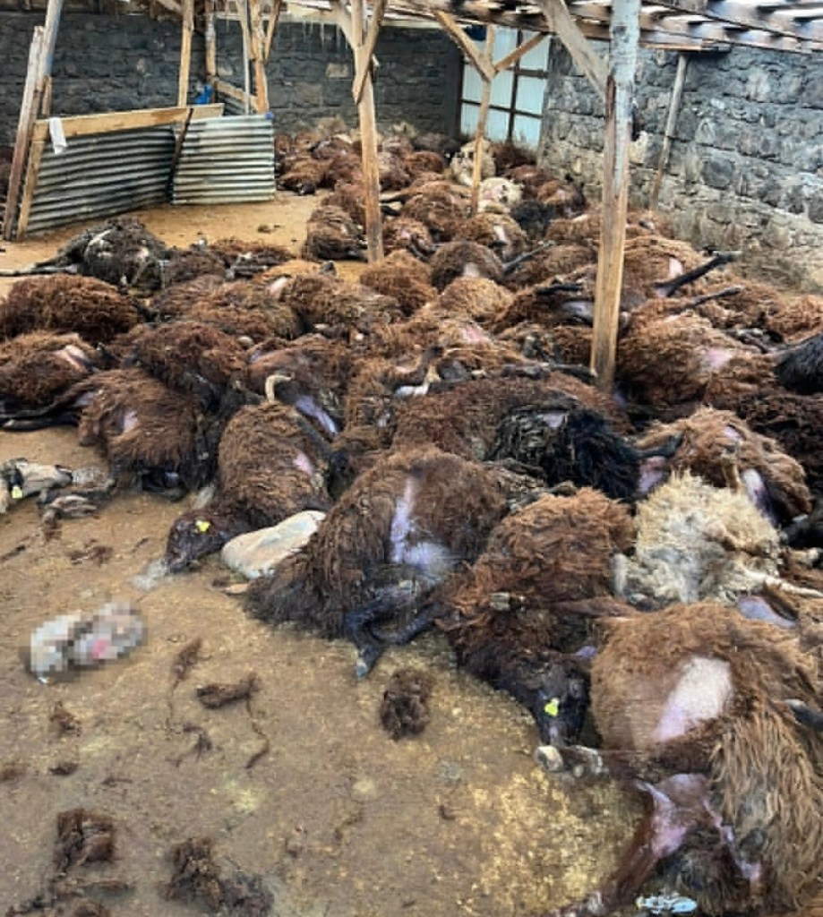 Kars’ta Kurt Saldırısı: 130 Koyun Telef Oldu!